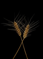 Ripe golden wheat ears, farm crops isolated on black background with clipping path