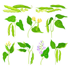 Flowering Bean Plant with Pod and Seeds as Vegetable Crop Vector Set