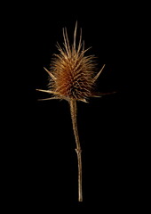 Dry burdock, thistle head, bur with stem isolated on black background with clipping path