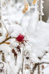 Branches with red fruits dog rose, briar ( Rosa rubiginosa, rose hips ) in of hoarfrost and in snow with space for text