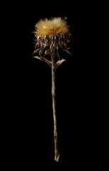 Dry burdock, thistle flower head, bur with stem isolated on black background with clipping path
