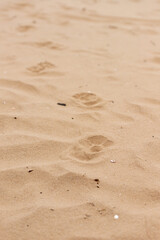 Fototapeta na wymiar Big dog footprints on sand walking from front to left corner. Sand is brown and golden what is filled with small seashells and brown small sticks. First footprint is in focus, forward is blurred. 