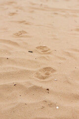 Big dog footprints on sand walking from front to left corner. Sand is brown and golden what is filled with small seashells and brown small sticks. First footprint is in focus, forward is blurred. 
