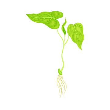 Beanstalk With Green Leaves And Root As Flowering Bean Plant And Agricultural Crop Vector Illustration