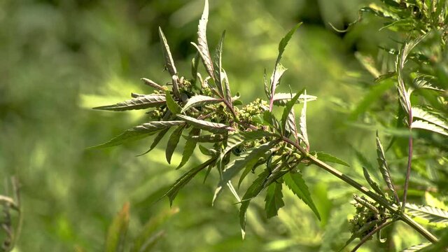 Plan large d&rsquo;un pied de cannabis chanvre naturel pousse au soleil gros plan sur un pied de marijuana pour consommation m&eacute;dicale de couleur verte dans un champ biologique de sativa indica 