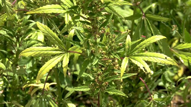 Plan large d&rsquo;un pied de cannabis chanvre naturel pousse au soleil gros plan sur un pied de marijuana pour consommation m&eacute;dicale de couleur verte dans un champ biologique de sativa indica 