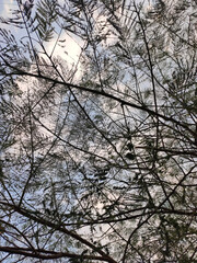 trees in winter