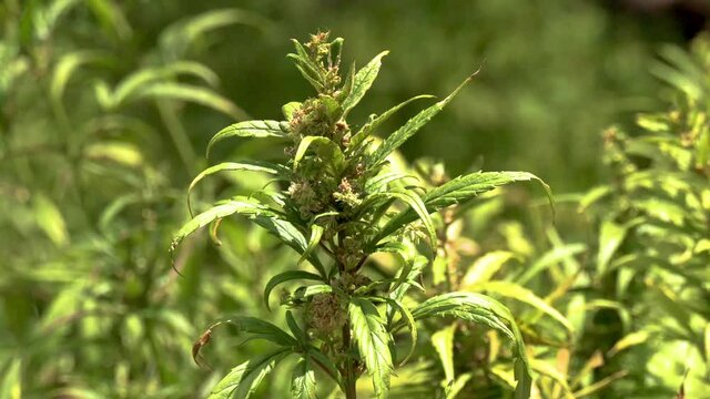 Plan large d&rsquo;un pied de cannabis chanvre naturel pousse au soleil gros plan sur un pied de marijuana pour consommation m&eacute;dicale de couleur verte dans un champ biologique de sativa indica 