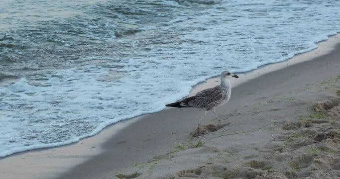 Beautiful sean ocean bird, the gull albatross walking around the beach, looking for food on sand with water waves in the background, natural sunset scene in slow motion in 4k. Gray feathers bird, fowl
