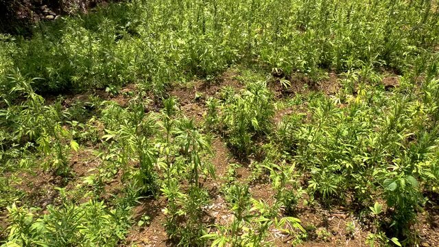Plan large d&rsquo;un pied de cannabis chanvre naturel pousse au soleil gros plan sur un pied de marijuana pour consommation m&eacute;dicale de couleur verte dans un champ biologique de sativa indica 