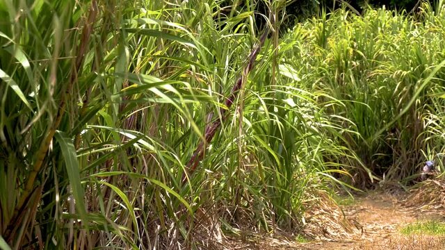 Plan large d&rsquo;un pied de cannabis chanvre naturel pousse au soleil gros plan sur un pied de marijuana pour consommation m&eacute;dicale de couleur verte dans un champ biologique de sativa indica 