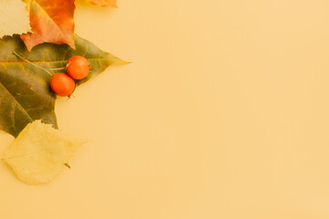 yellow maple leaves on a beige background with space for text. The view from the top.