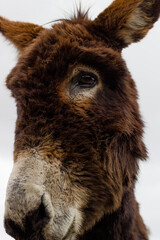 Primer plano del retrato de un burro mirando a una cámara con el cielo nublado