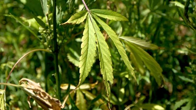 Plan large d&rsquo;un pied de cannabis chanvre naturel pousse au soleil gros plan sur un pied de marijuana pour consommation m&eacute;dicale de couleur verte dans un champ biologique de sativa indica 