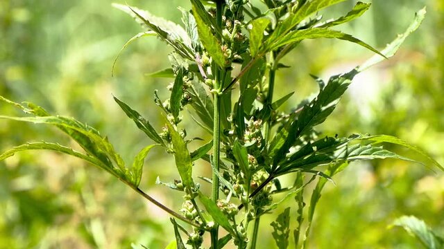Plan large d&rsquo;un pied de cannabis chanvre naturel pousse au soleil gros plan sur un pied de marijuana pour consommation m&eacute;dicale de couleur verte dans un champ biologique de sativa indica 
