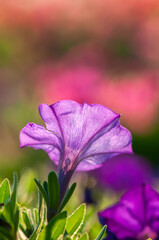 Backlit scene of a pink purple morning glory