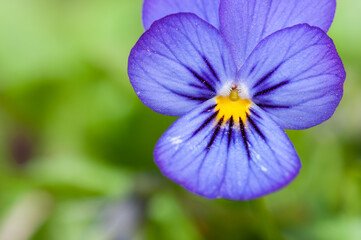 Close-up of blooming purple pansy flower
