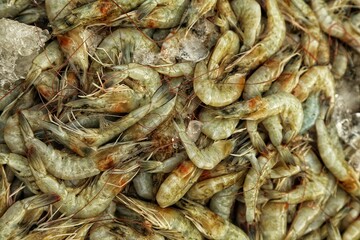 fresh shrimps on the market