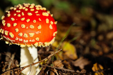 Fly agaric mushroom in the forest in October, around Nijmegen Netherlands