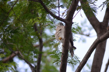 Fototapeta premium Red Iris of Little Banded Goshawk 