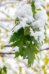 branch with green maple leaves covered with fresh snow. snow in november