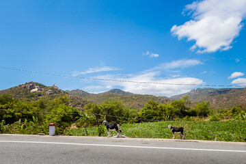Vietnam ocean road from Phan Rang to Cam Ranh