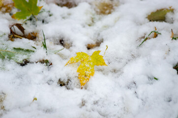 fallen autumn maple leaves covered with fresh snow. snow in november