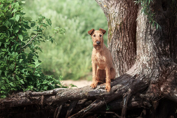 Red dog sitting on a tree trunk. - 396522772