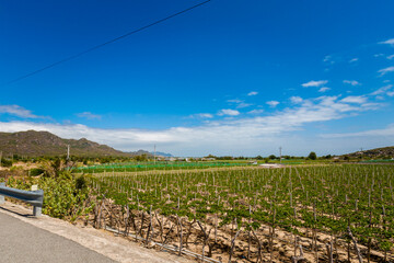 Fototapeta premium Vietnam ocean road from Phan Rang to Cam Ranh