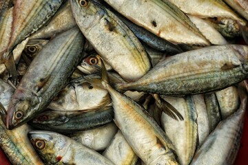 fresh fish on the market in india