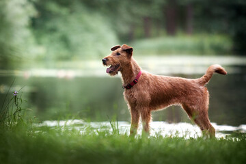 The Irish Terrier stands on the shore of the lake in the summer - 396522922