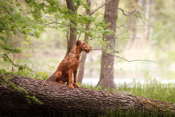 An Irish Terrier sits on a tree trunk and looks towards the lake - 396522957