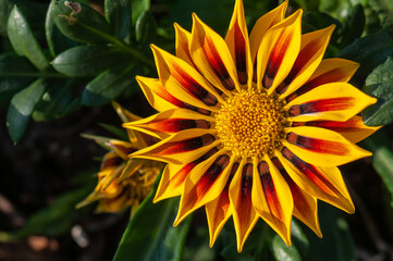 Close-up of a blooming medal chrysanthemum(Gazania rigens Moench)
