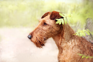 Close-up portrait of an Irish Terrier. Look away. - 396522996