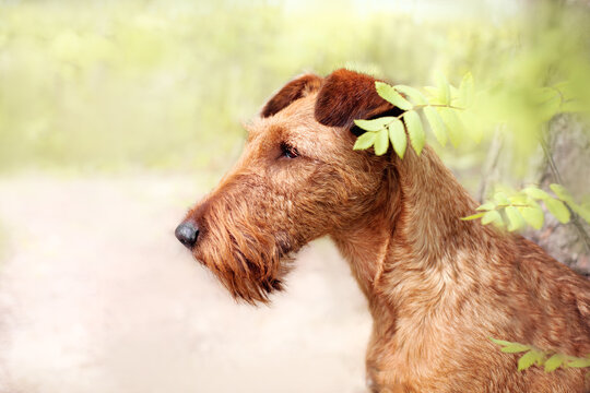 Close-up portrait of an Irish Terrier. Look away.