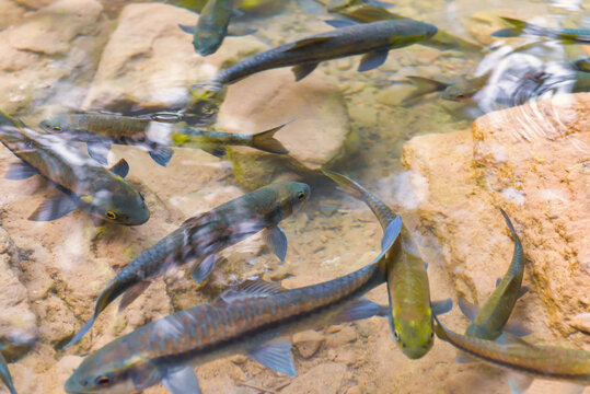 Flock of tropical red garra fishes in river water in Erawan National park, Thailand