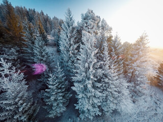 Frozen snow covered trees from above, aerial shot of frozen forest