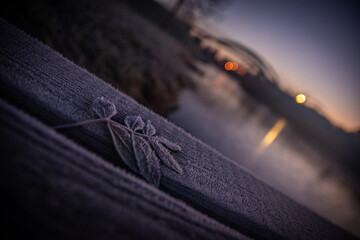 Blatt Frost Winter