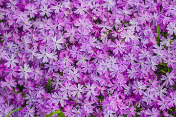 subulate phlox flowers background 