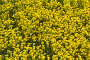 yellow flowers background