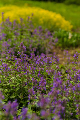 Obraz premium flowers in the garden