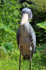 ハシビロコウ　カメラ目線