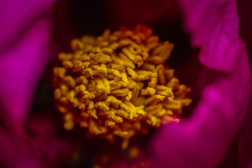 pink tree peony close up