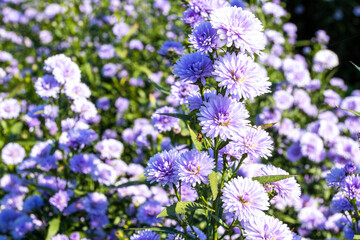 background texture nature purple flowers in garden postcard style