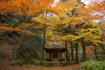 秋で紅葉が美しい佐野市の蓬莱山