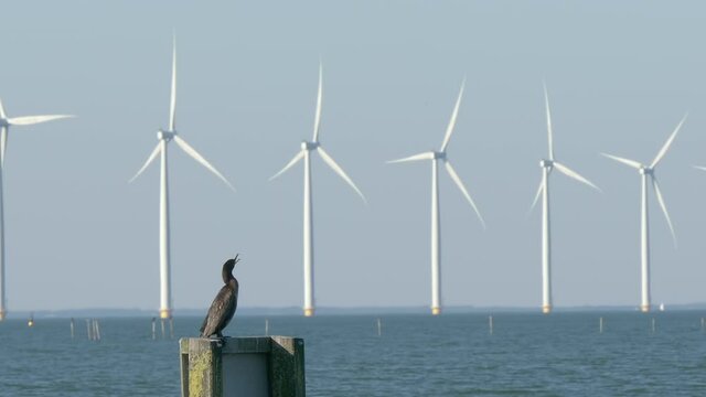 Seabird (european shag) with offshore wind turbine farm on the background. Urk, Flevoland, The Netherlands.
