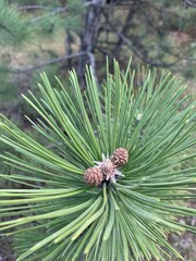 Fototapeta premium pine tree branch