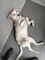 White dog labrador old lying on back looking up on indoor wooden floor, with shoes