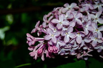Blooming lilac among green foliage