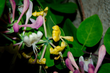 Blooming decorative honeysuckle in the garden